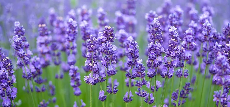 Close-up of purple lavender flowers in bloom