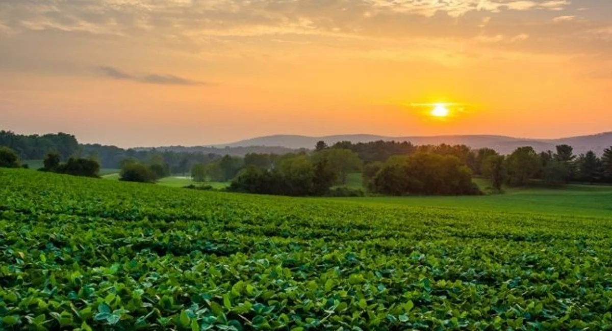 Beautiful pink, yellow, and orange colored sunset over a grassy field.
