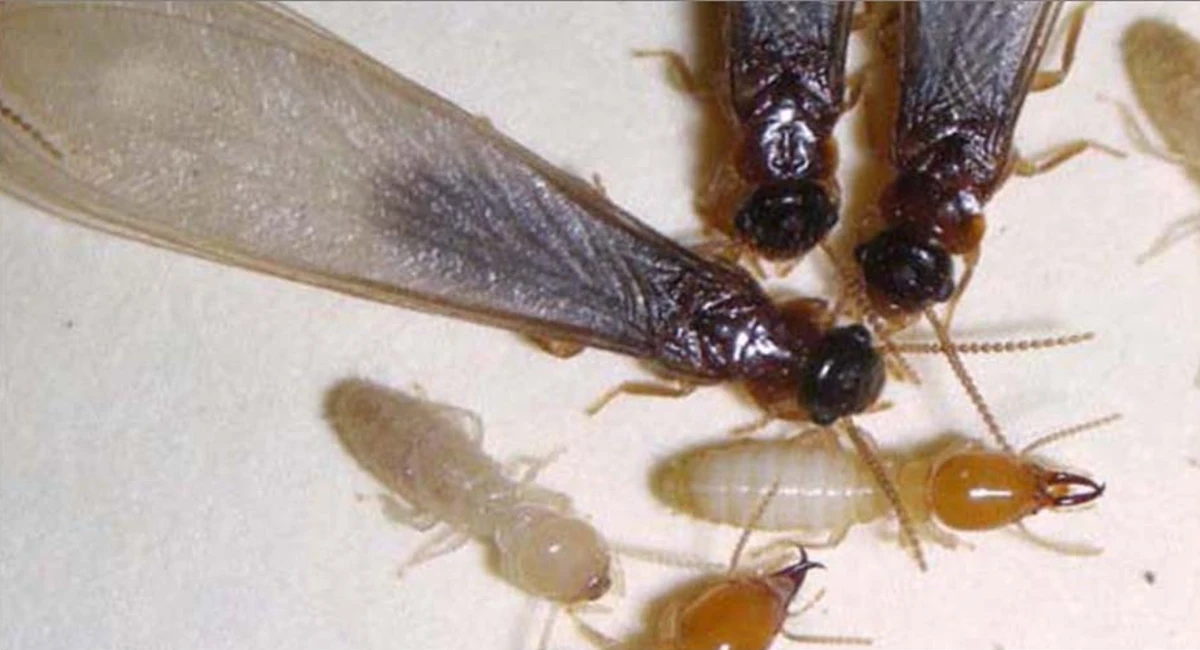 Asian subterranean termites of multiple sizes with wings