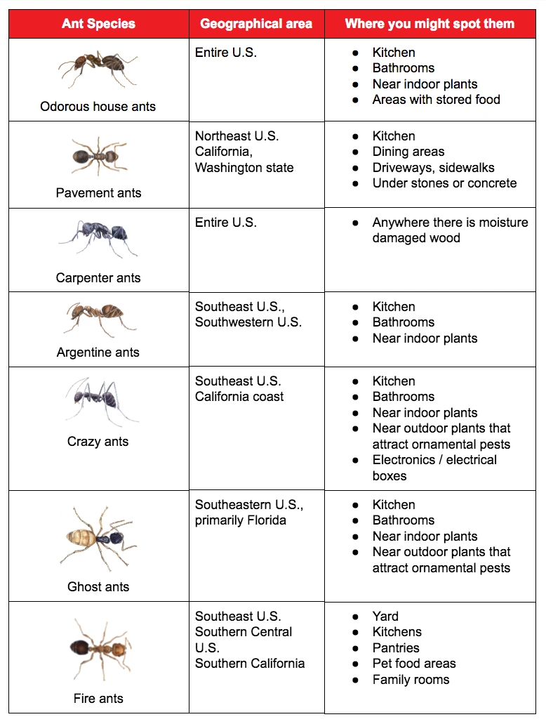 Ant species table