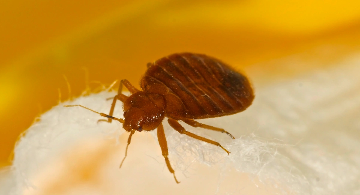 bed bug