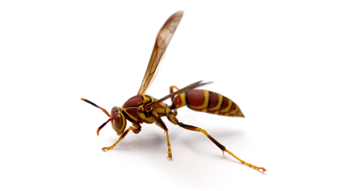 Paper wasp