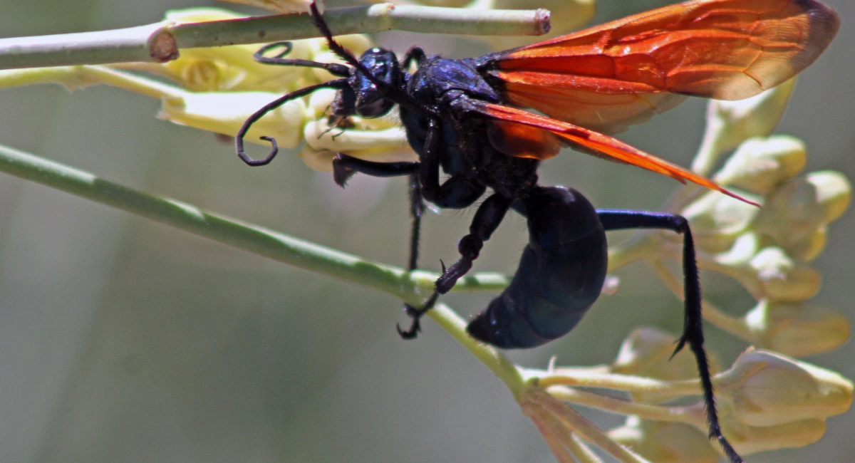 Tarantula hawk wasp
