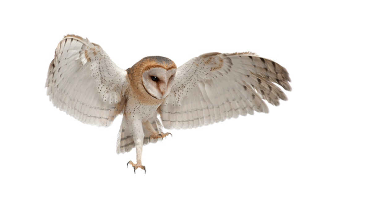 Barn owl