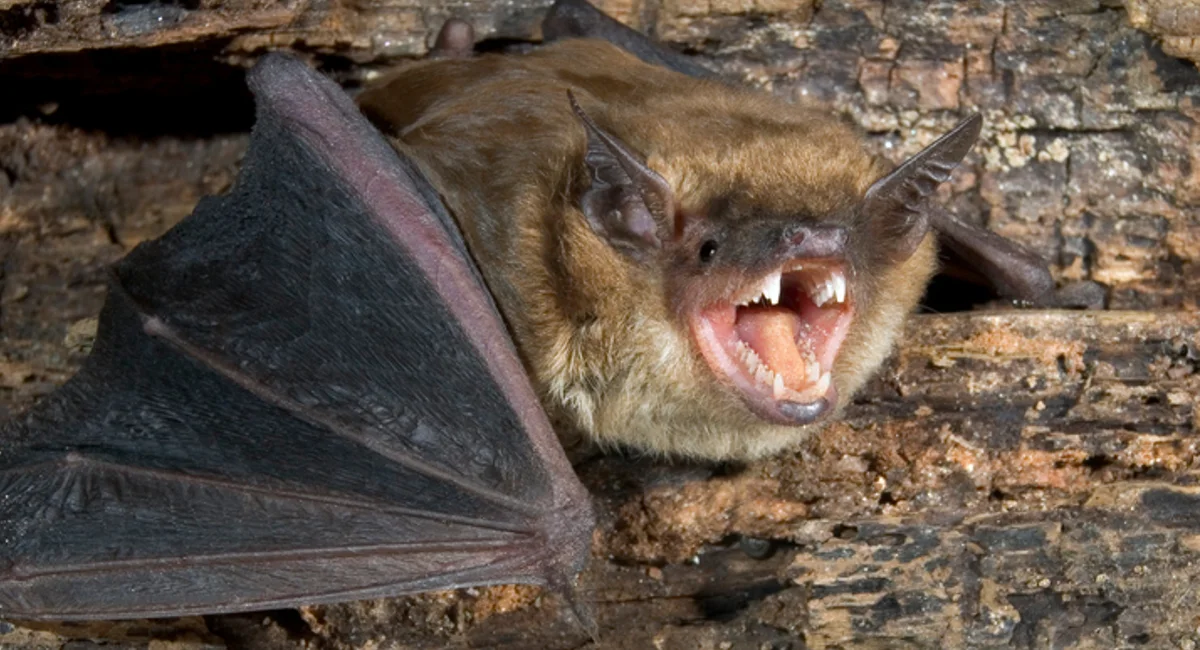 Bat posing