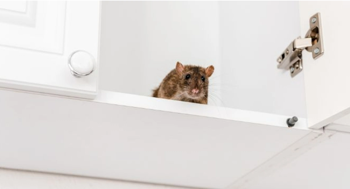 Mouse inside kitchen cupboard