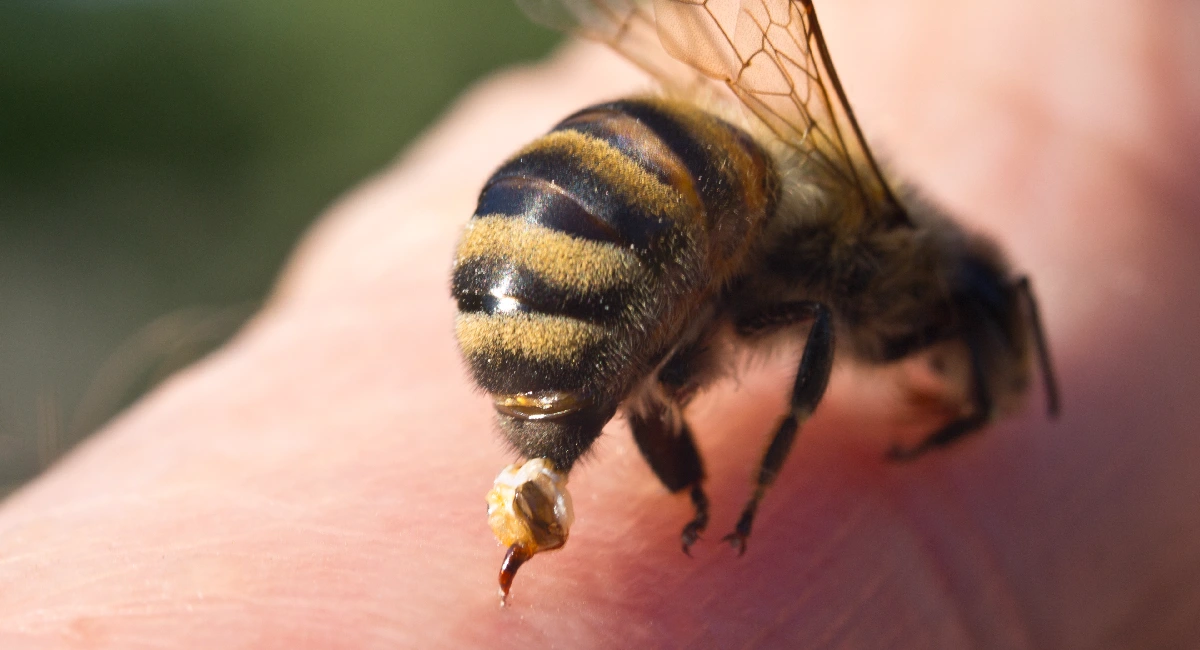 Why do bees sting?