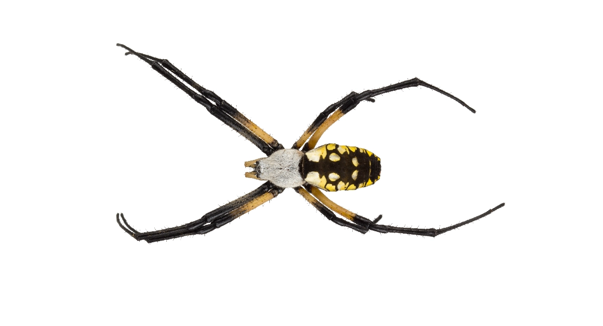 Yellow Garden Spider