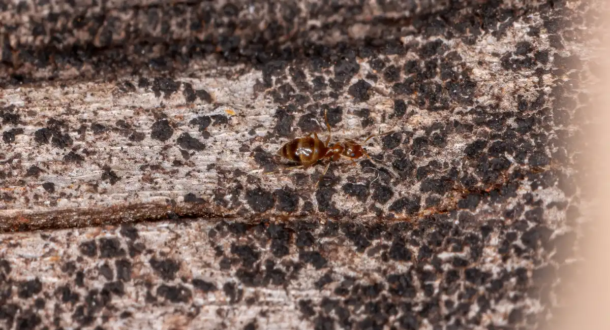 Small adult rover ant