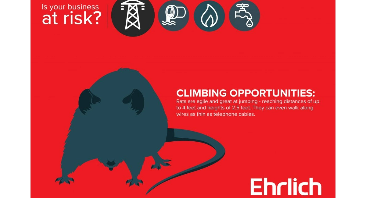 rats love to climb