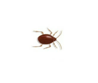 Shiny spider beetle
