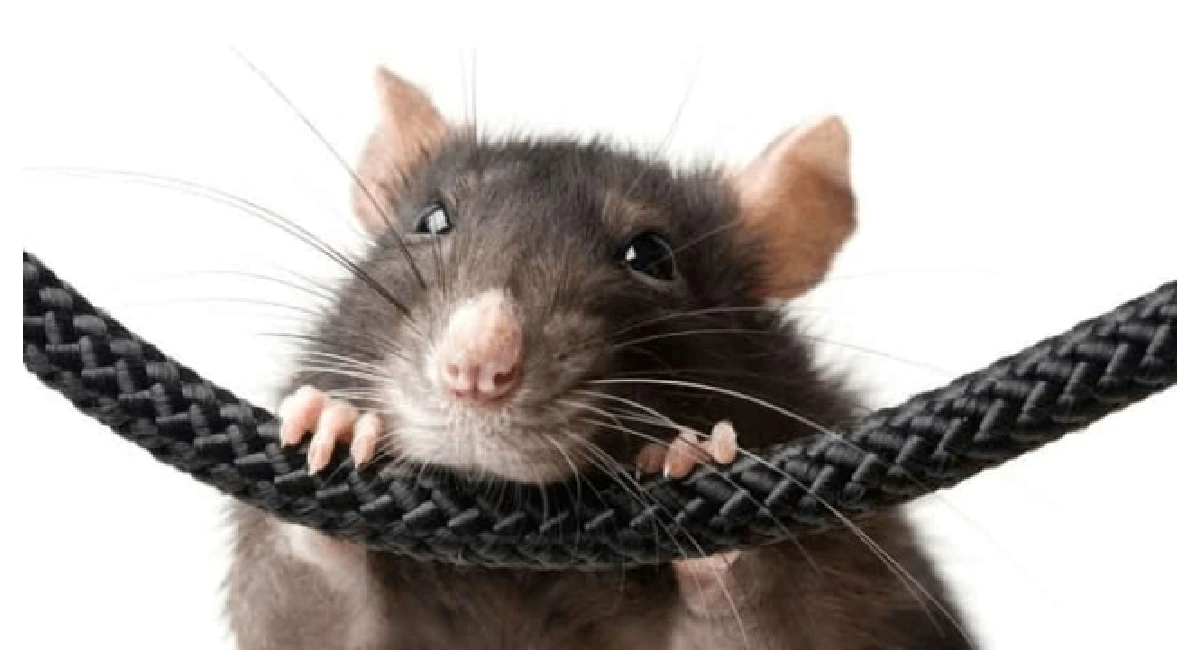 mouse chewing on wire