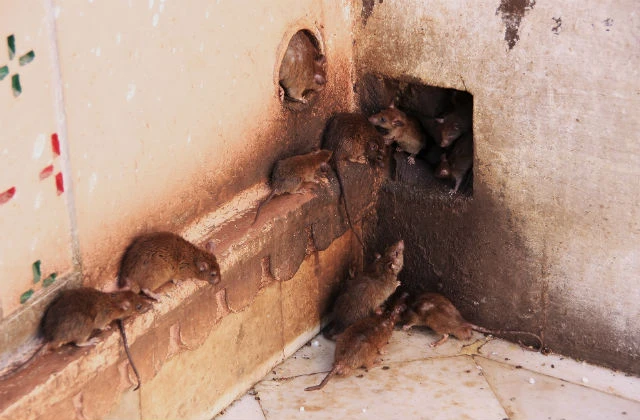 Rats inside a house