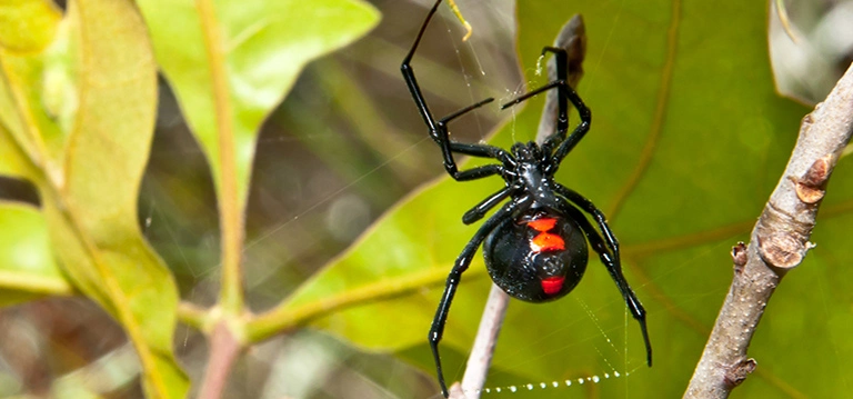 black widow spider