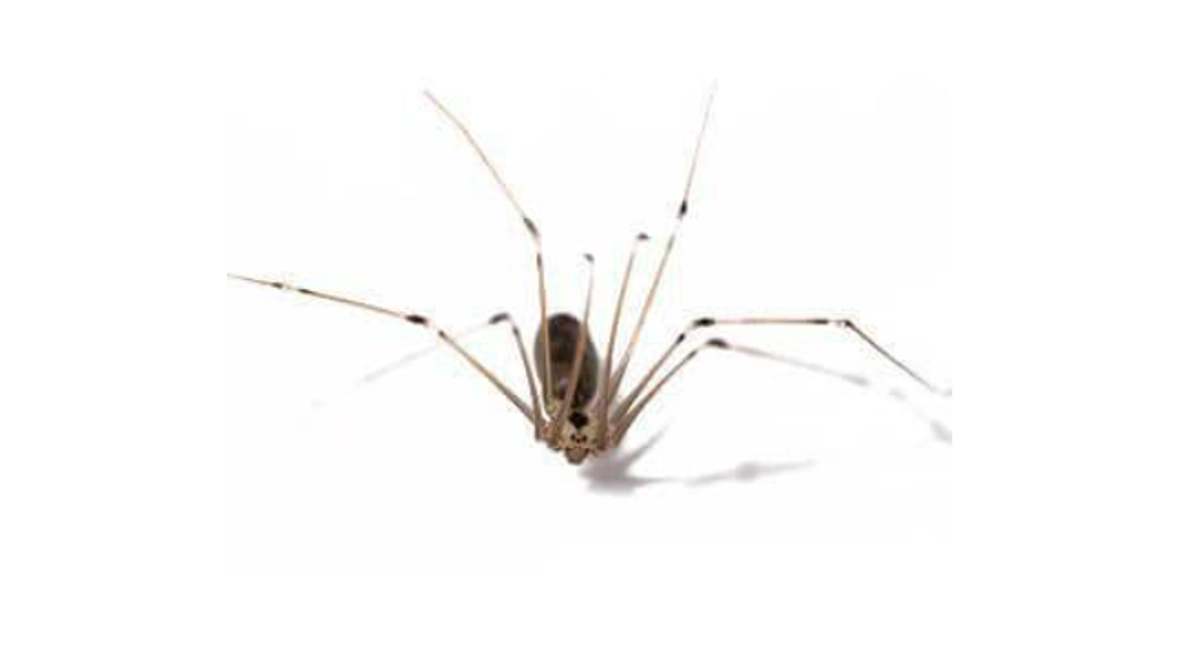 Cellar Spider (Daddy Long Legs)
