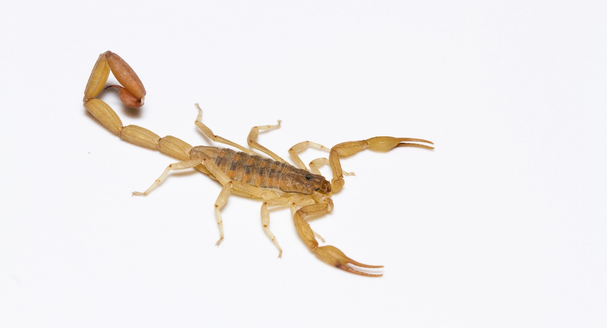 A striped bark scorpion, tan in color, against a white background