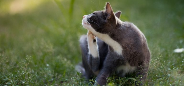 Cat scratching 