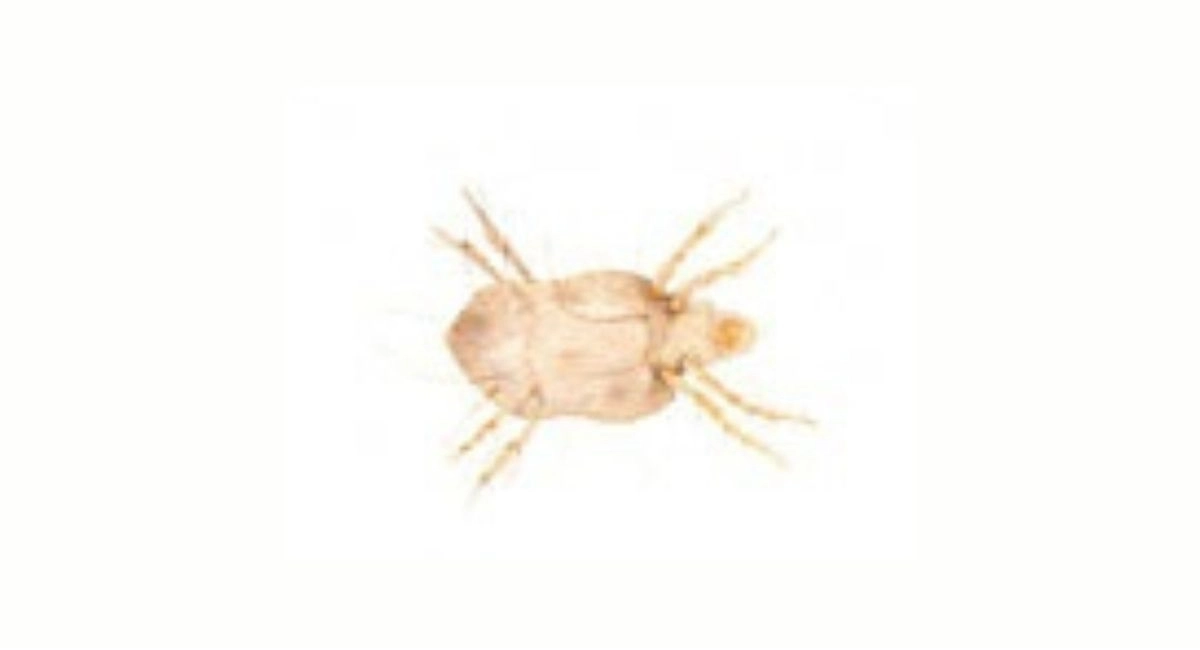 brown furniture mite