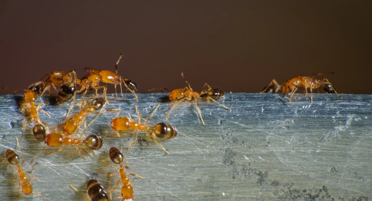 Group of pharaoh ants roaming around for food