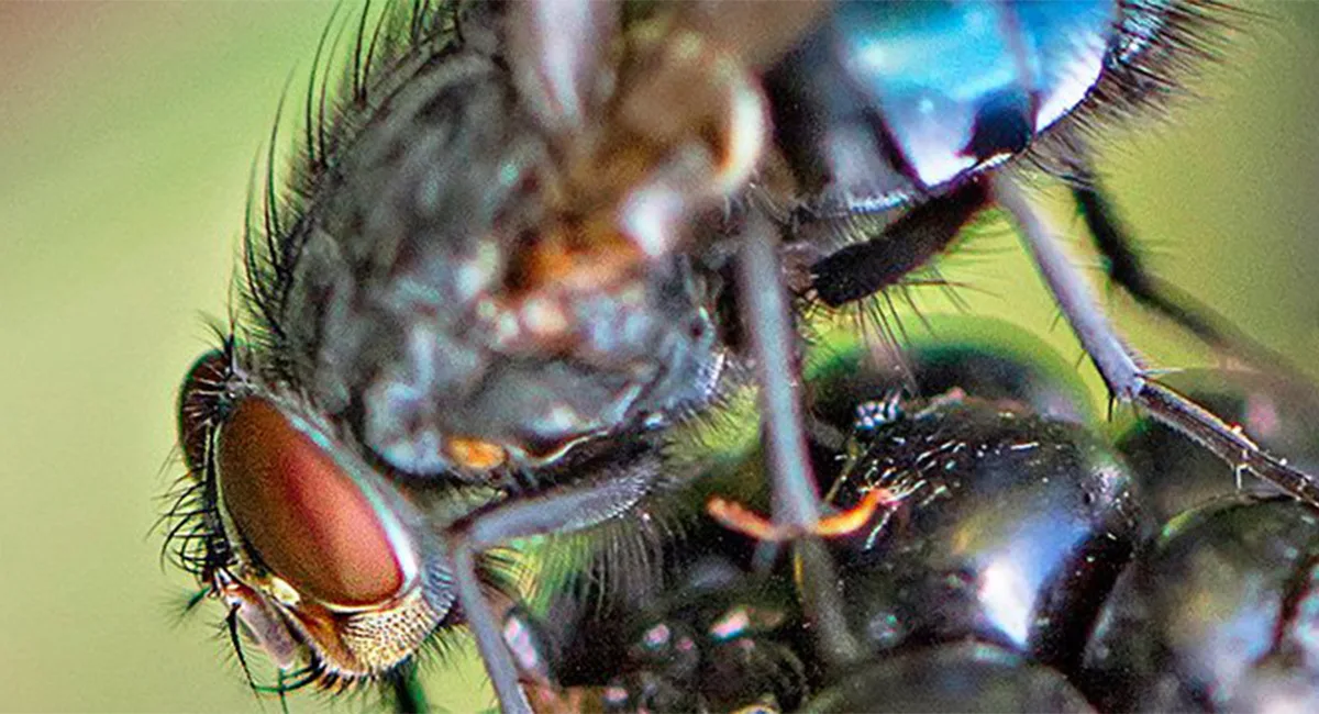 Fly upclose