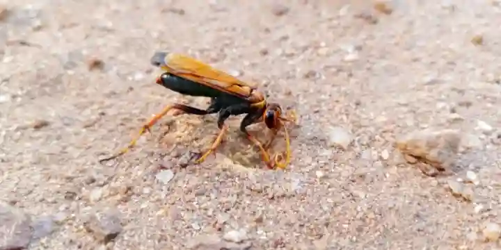 Tarantula hawk wasp