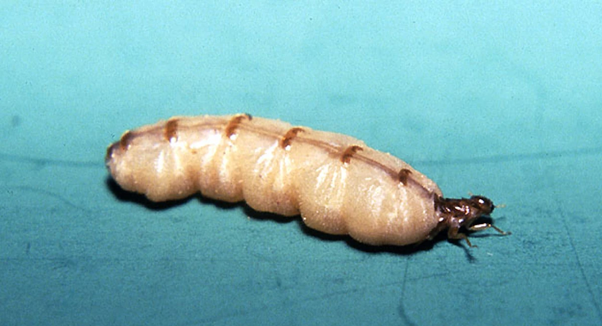 Queen termite
