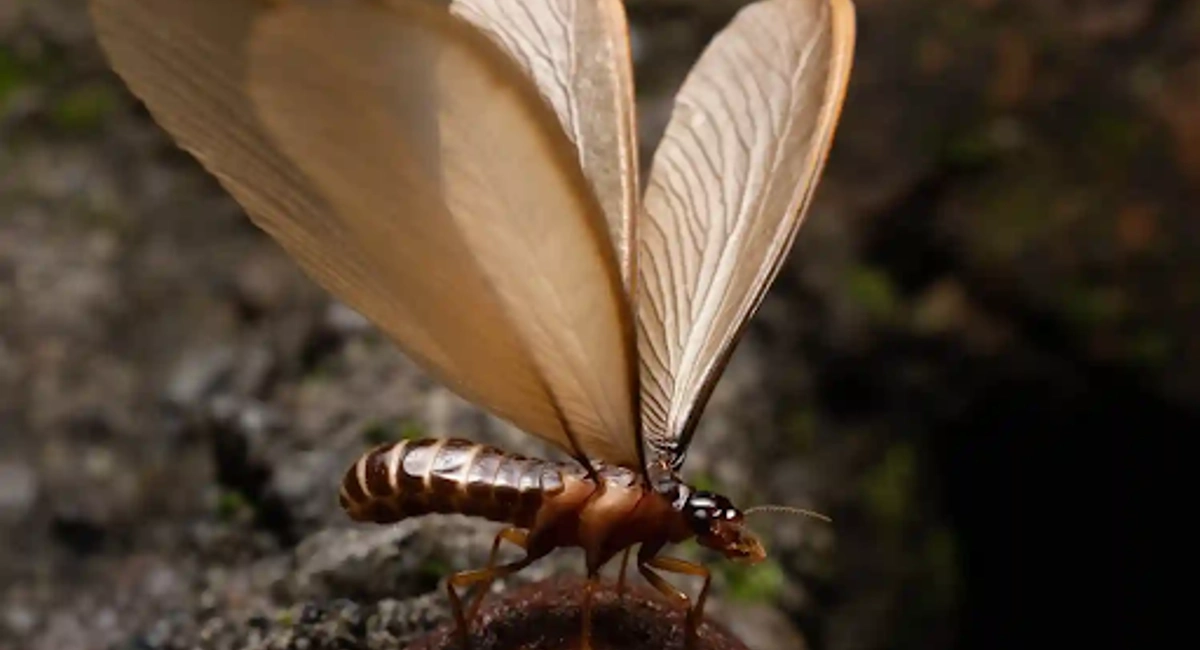 Flying ants