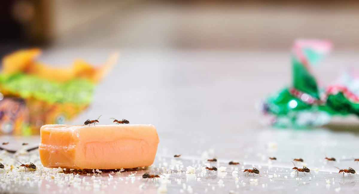 Ants on candy spills