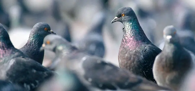 Pigeons