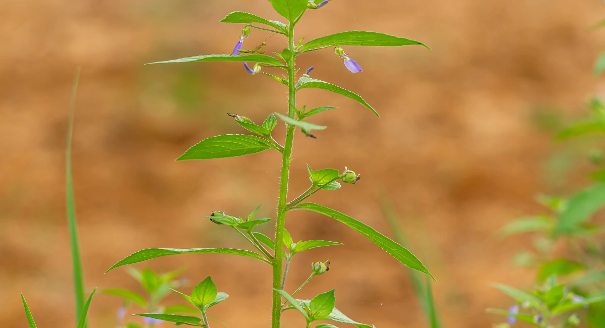 Low-growing pennyroyal plant with a few small purple flowers