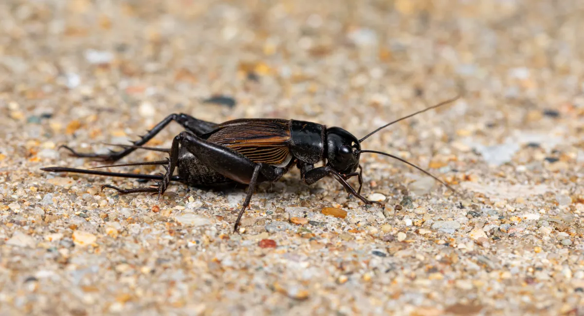 A close-up of a field cricket