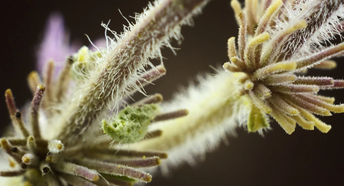 Pennyroyal: Wasp and bee repelling plant
