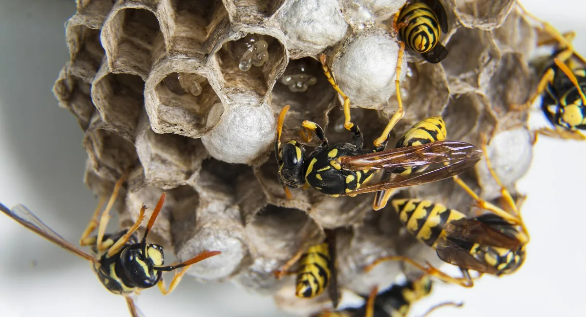wasps inside a wasp nest