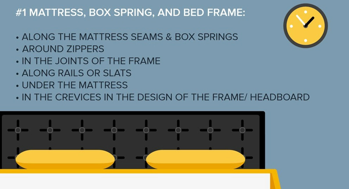 Bedbugs Infographic 3