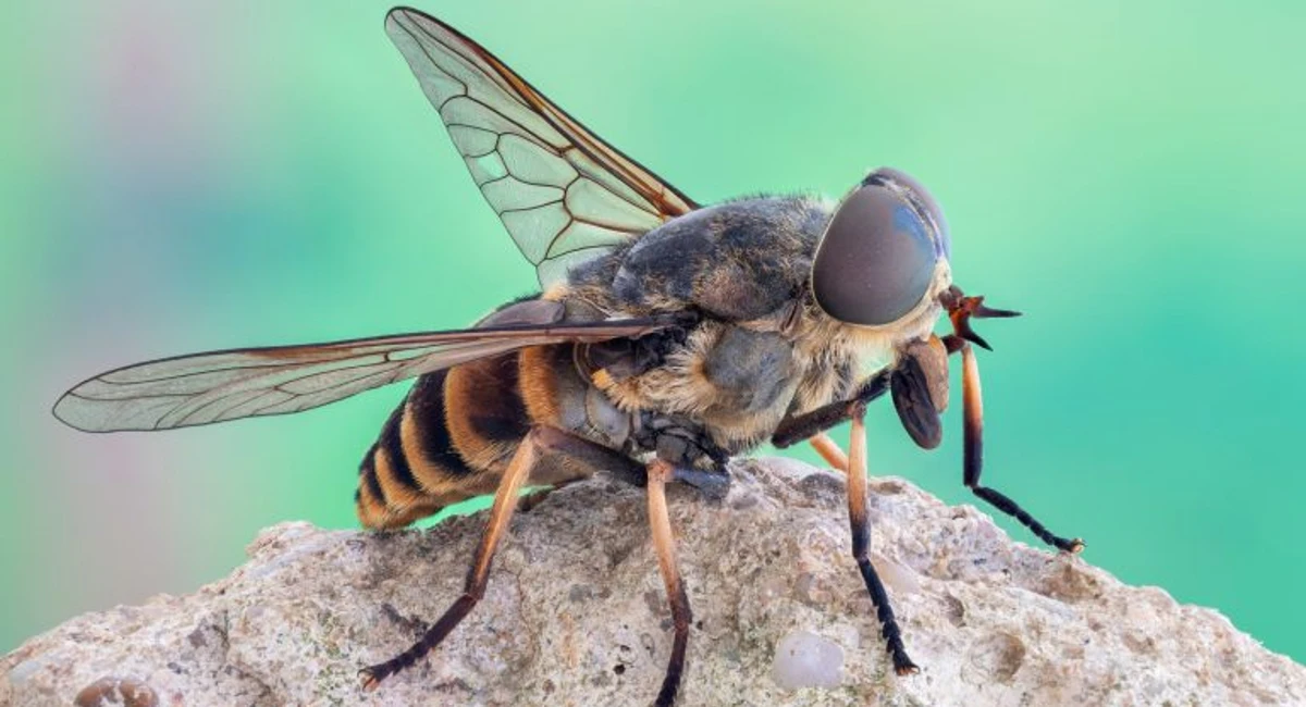 Horsefly
