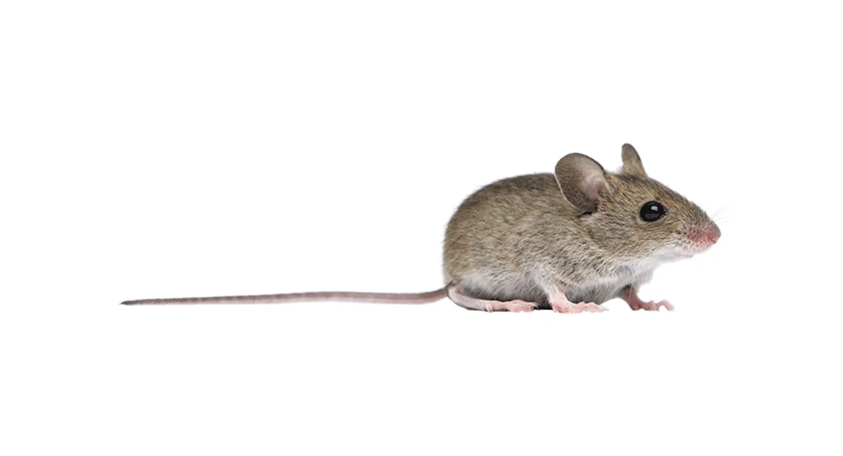 House mouse on a white background