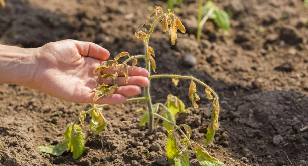 A human hand holding the brand of a dead plant in dirt.