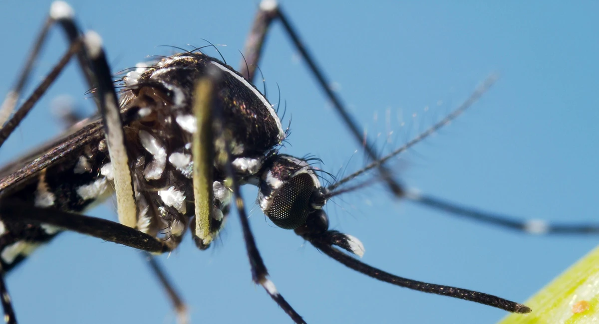 Mosquito