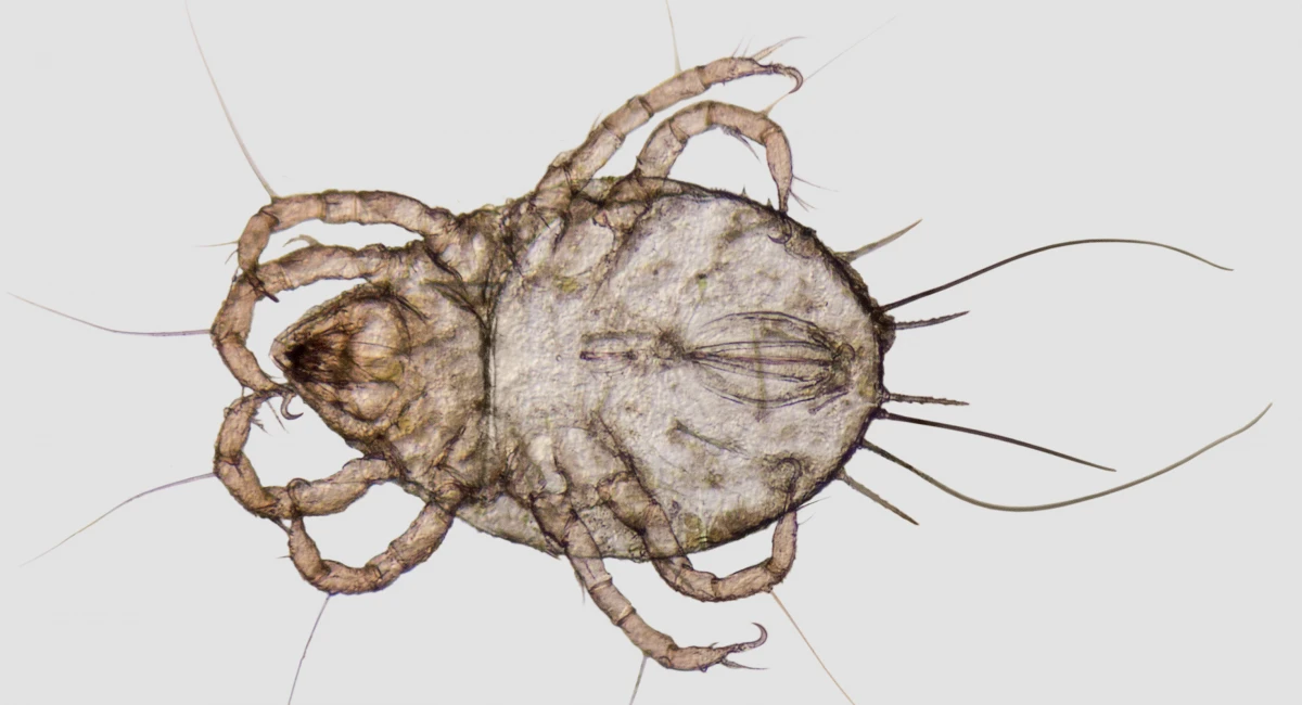 A dust mite, with eight legs, magnified