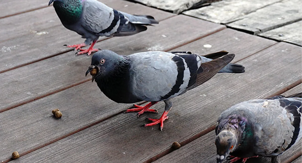 Pigeons