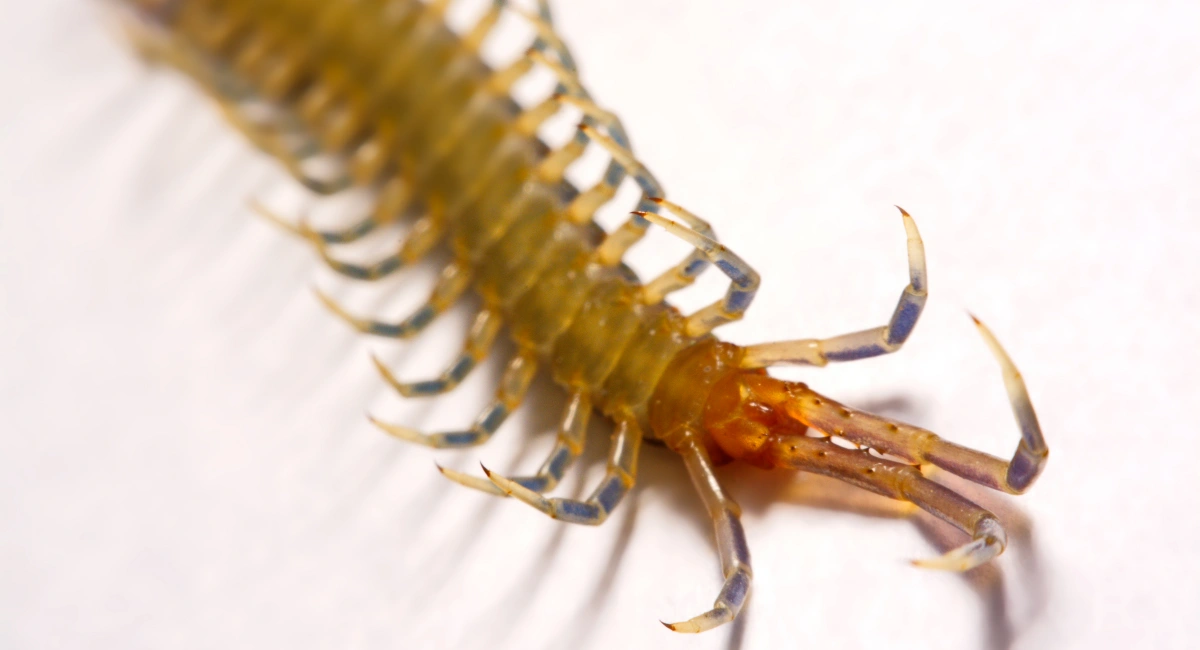 Close-up of centipede forcipules