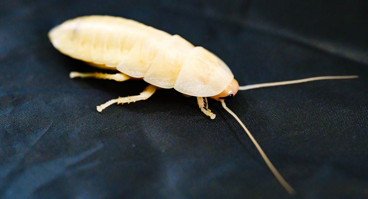 A Madagascar cockroach, white in color after molting