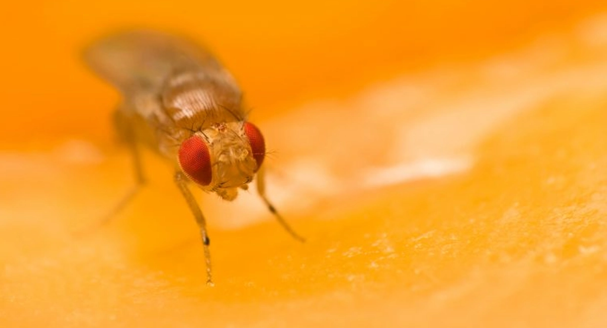 Fruit Fly