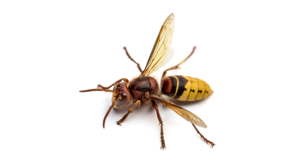 European Hornet