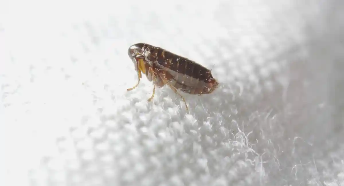 Bird Flea