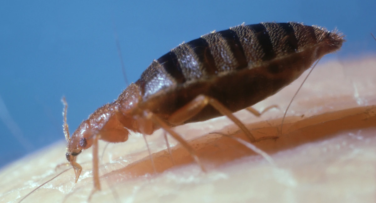 Bedbug