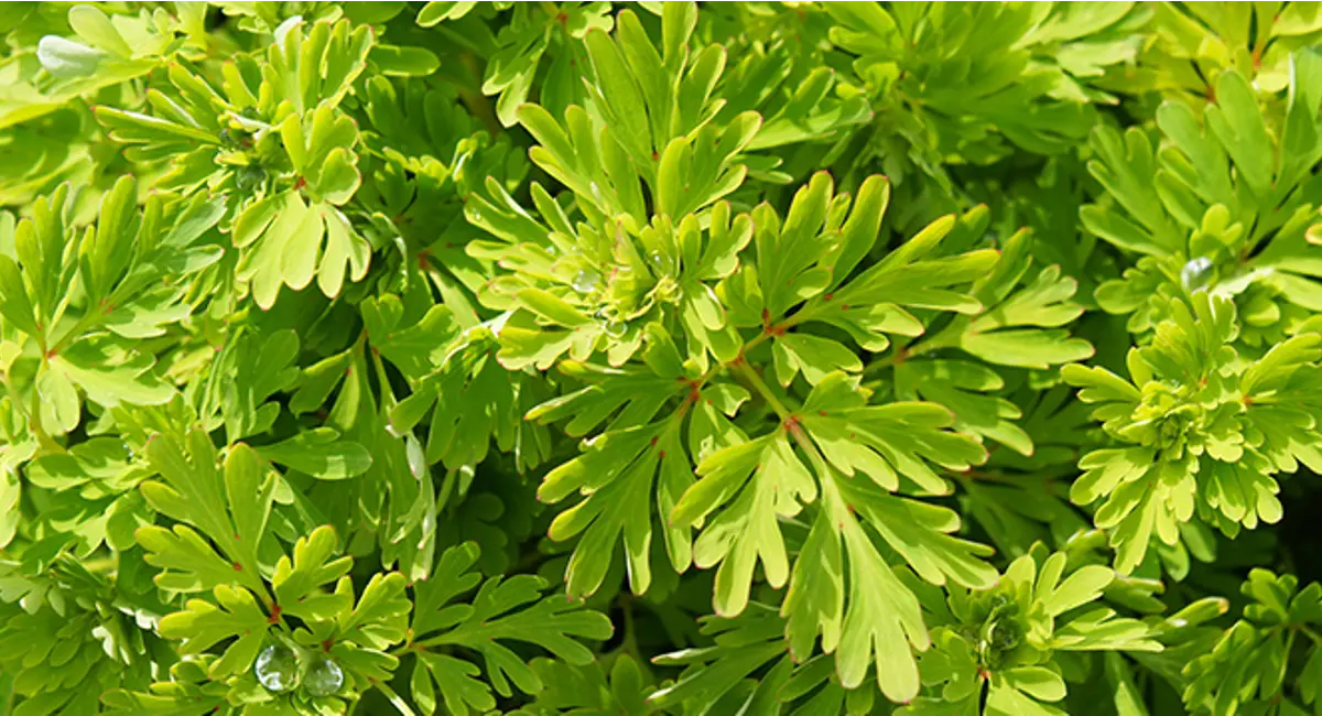 Wormwood: Wasp and bee repelling plant