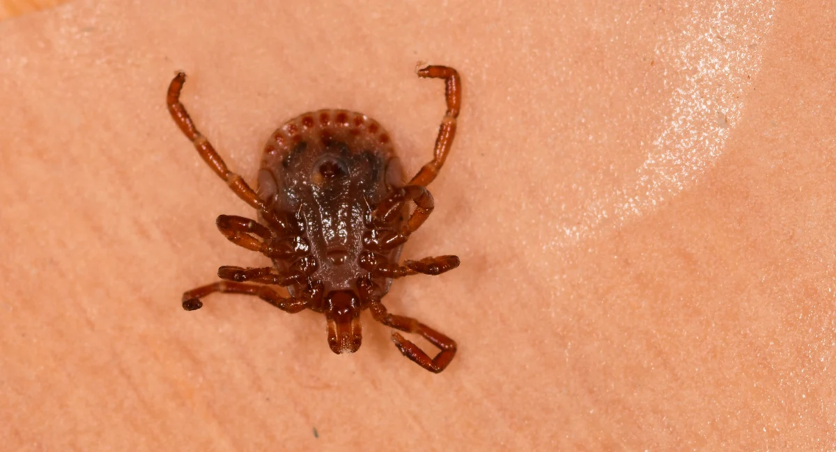 Gulf coast tick