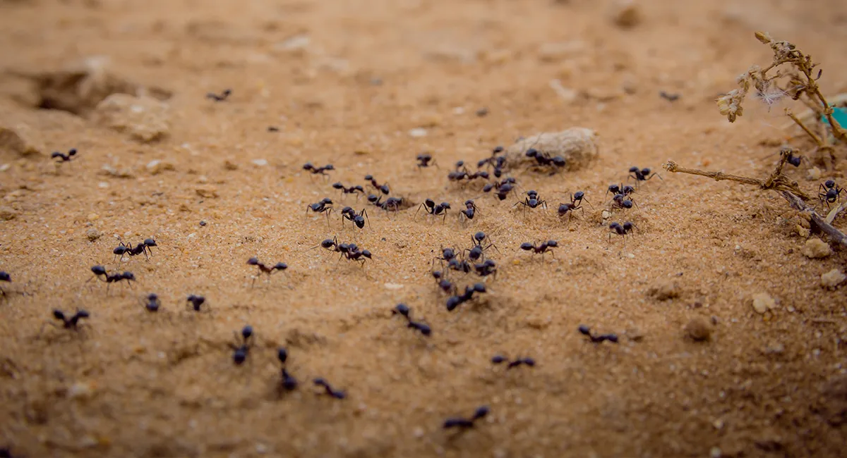 Ants walking on dirt