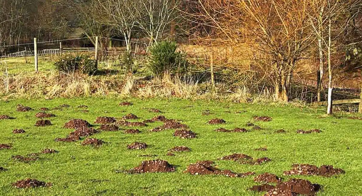 Fire ant mounds